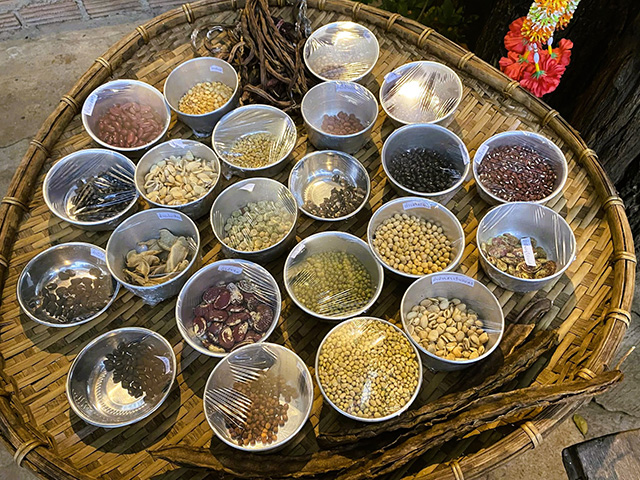 ကရင်စစ်ဘေးရှောင်တောင်သူများအတွက် မျိုးစေ့လှူဒါန်း 