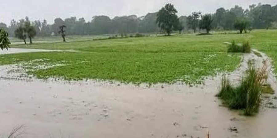 ဧရာဝတီတိုင်း၌ အချိန်အခါမဟုတ်မိုးကြောင့် ဆောင်းသီးနှံများ ရေနစ်မြုပ်ပျက်စီး