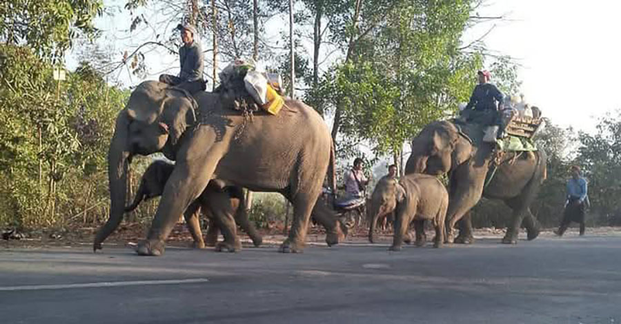 တိုက်ပွဲကြောင့် သာပေါင်းမြို့နယ်က ဆင်များနှင့် ဆင်ဝန်ထမ်းများကို အရေးပေါ်ပြောင်းရွှေ့