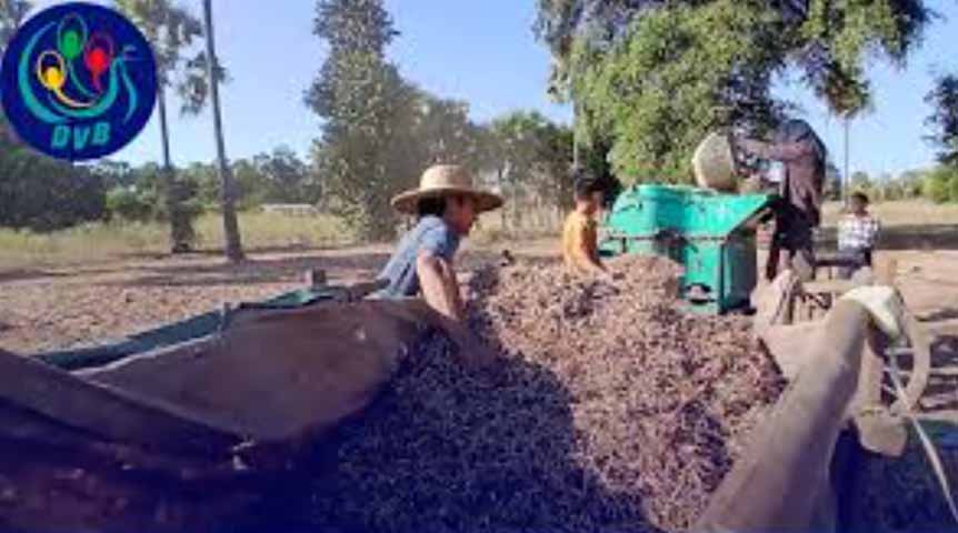 ပဲစင်းငုံဈေး ဆက်တိုက်ကျဆင်းနေသဖြင့် တောင်သူများ အခက်ကြုံ