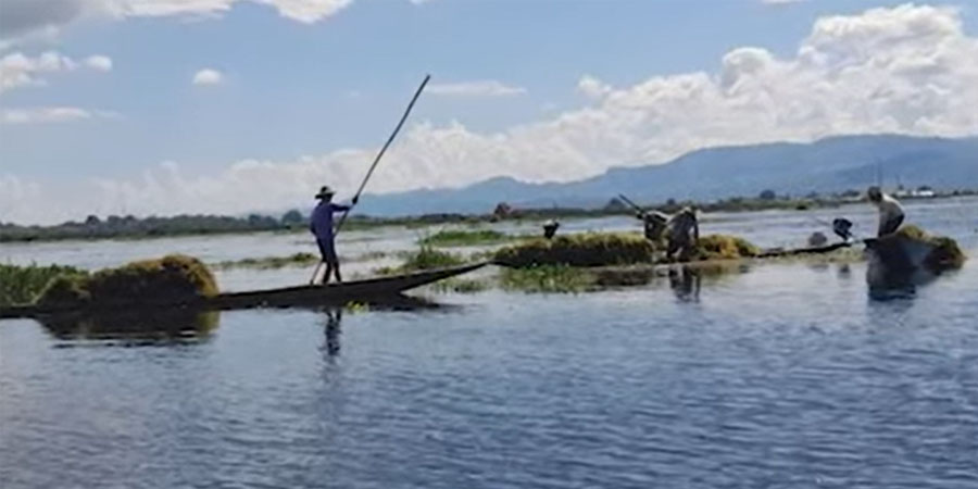 အင်းလေးတွင် ရေမှော်ပင်များ ရှားပါးလာသဖြင့် ဂေဟစနစ်ထိခိုက်
