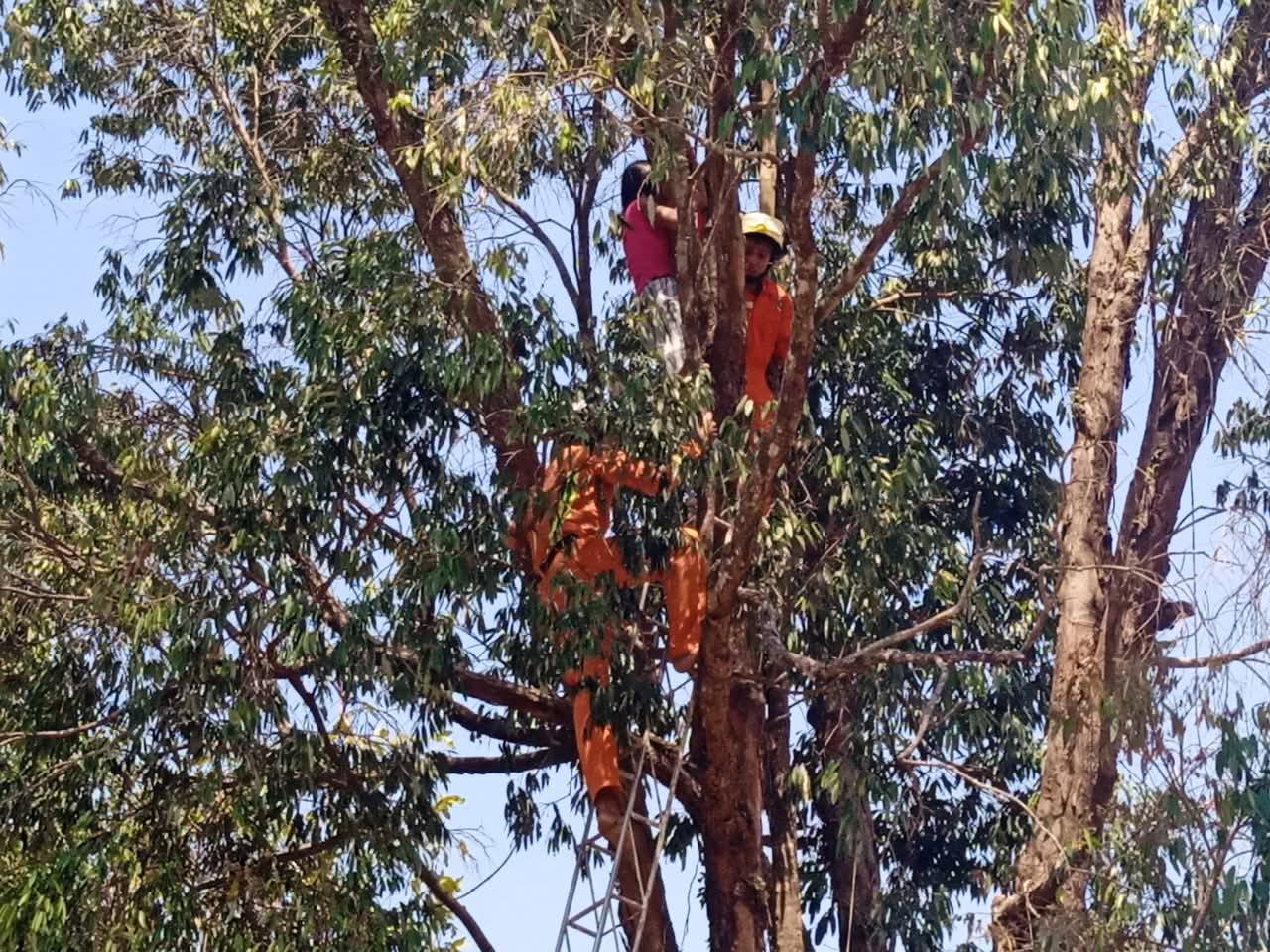 အပင်ကြားညပ်နေသည့် မိန်းကလေးကို ထားဝယ်မီးသတ် ကယ်ဆယ်