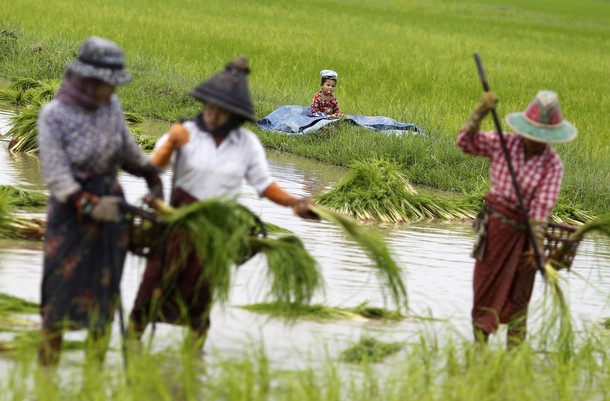 မုိးစပါးတင္း ၁၀၀  က်ပ္ ၃ သိန္းခြဲျဖင့္ ၀ယ္ရန္ ေတာင္သူအသင္း ေဆာင္ရြက္