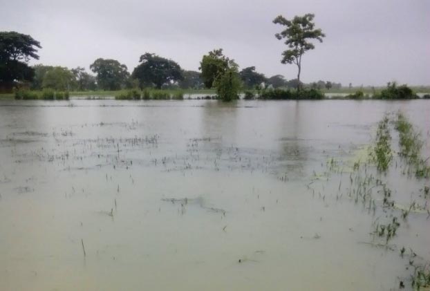 ဧရာ၀တီေအာက္ပိုင္းေဒသ မိုးမ်ားၿပီး စပါးႏွံပ်က္စီး၊ လယ္ေရလႊမ္း