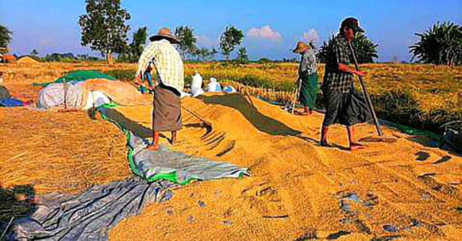 ဧရာဝတီတိုင်းတွင် စပါးဈေး ကျဆင်းနေသဖြင့် တောင်သူလယ်သမားများ အခက်တွေ့