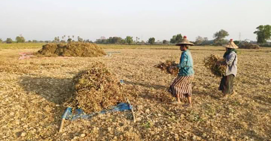 ဧရာဝတီတိုင်းတွင် အချိန်အခါမဟုတ်မိုးကြောင့် ပဲခင်းများ ရေစိုပျက်စီး