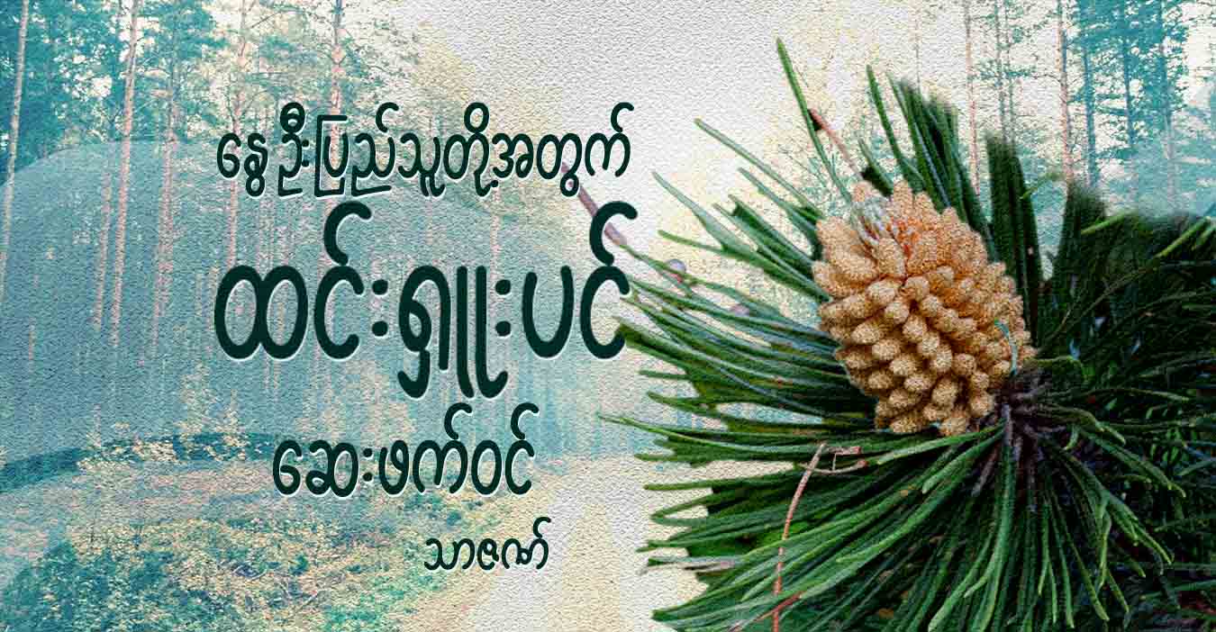 နွေဦးပြည်သူတို့အတွက် ထင်းရှူးပင် ဆေးဖက်ဝင်