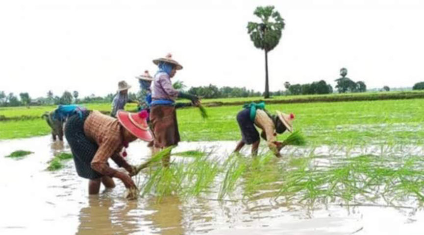 ကြွေးကျန်ကင်းရှင်းမှသာ မိုးရာသီ စိုက်ပျိုးစရိတ်ချေးငွေများ ထုတ်ချေးမည်