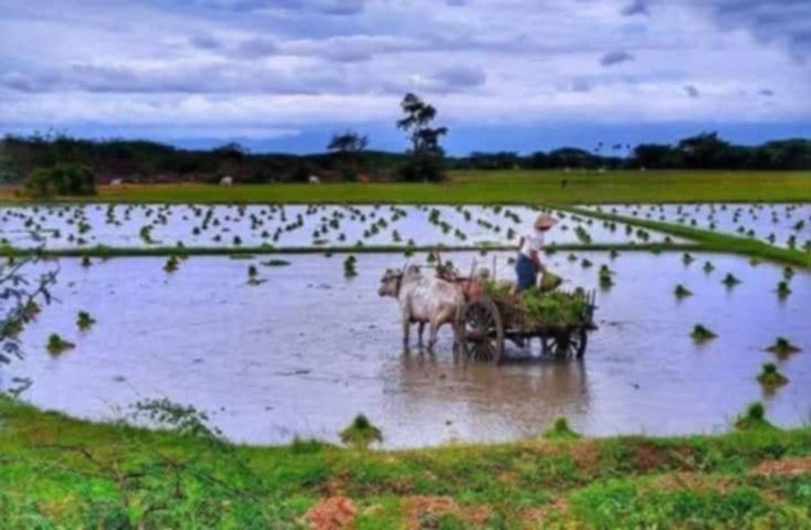 စိုက်ဘဏ်ချေးငွေနှင့် ကိုဗစ်ကာလချေးငွေ ပြန်တောင်းသဖြင့် ကျုံပျော်လယ်သမားများ အခက်တွေ့