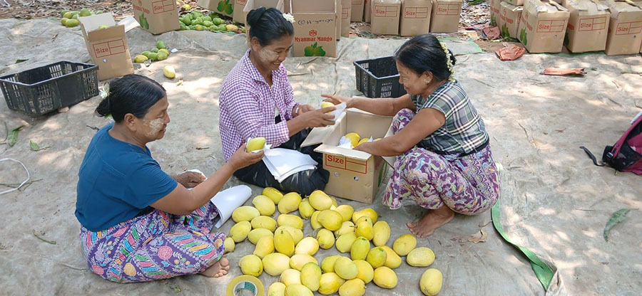 ငလျင်ဘေးကြောင့် ယိုင်နဲ့နေတဲ့ သရက်သီးဈေးကွက် ပြိုလဲလာ
