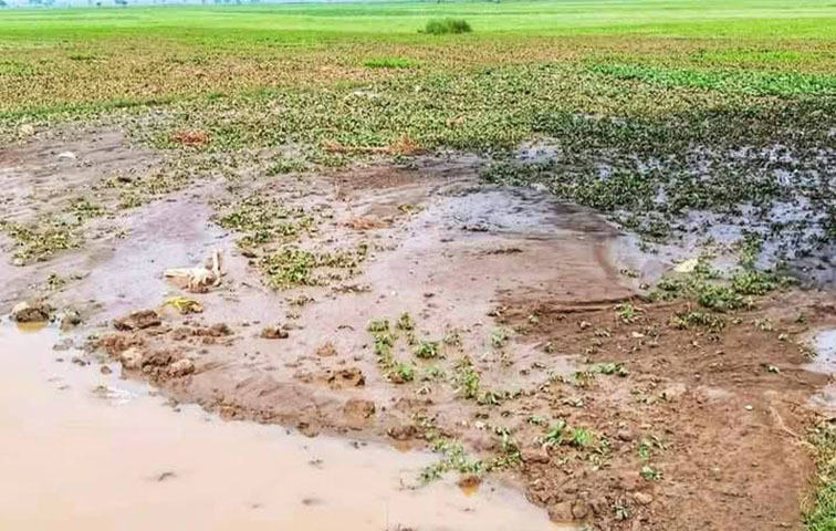 ဧရာဝတီတိုင်းတွင် မိုးဒဏ်ကြောင့် နွေသီးနှံများ ပျက်စီးဆုံးရှုံး