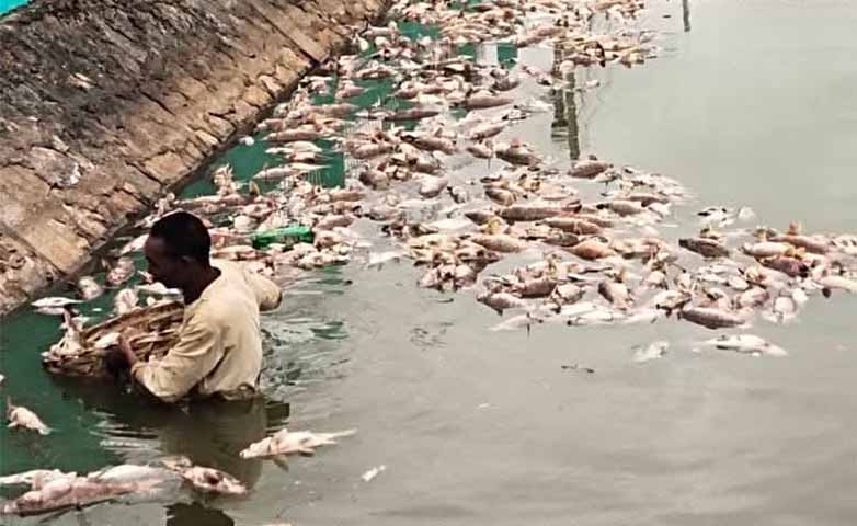 ပင်လုံမြို့လယ် ငါးကန်ရှိ ငါးများ အဆိပ်မိ သေဆုံး