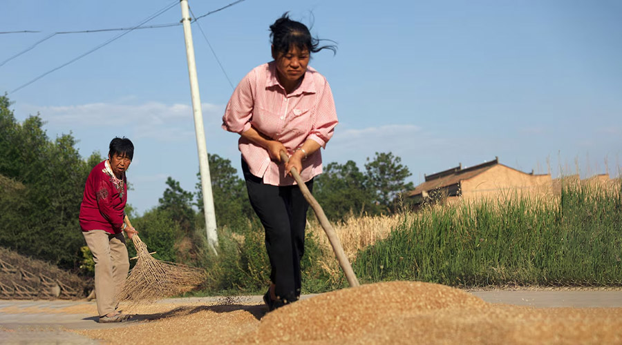 တရုတ်တွင် မိုးခေါင်ပြီး ခြောက်သွေ့မှုကြောင့် ဂျုံစိုက်တောင်သူများ ရုန်းကန်နေရ
