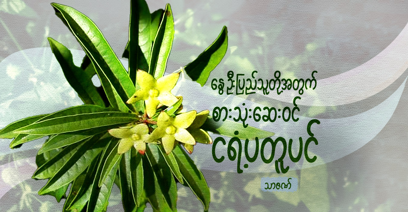 နွေဦးပြည်သူတို့အတွက် စားသုံးဆေးဝင် ငရံ့ပတူပင်
