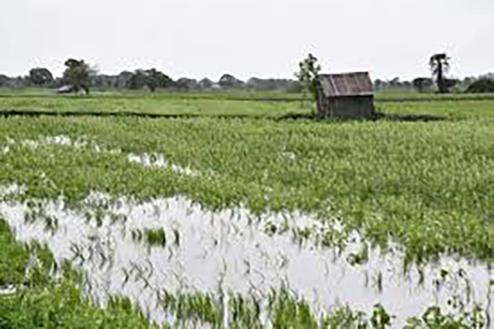 မကွေးတိုင်းတွင် မိုးဆက်တိုက်ရွာသွန်းမှုကြောင့် နှမ်းခင်း ဧက ၆၀,၀၀၀ ကျော် ပျက်စီး