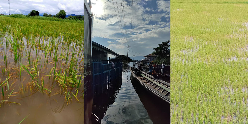 အင်းလေးတွင် ရေဆက်တိုက်တက်လာပြီး စပါးနှင့် သီးနှံများ နစ်မြုပ်ပျက်စီး