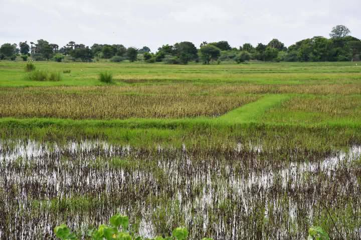 မင်းဘူးတွင် နှမ်းစိုက်ဧက ၄,၀၀၀ ကျော် ရေမြုပ်ပျက်စီး