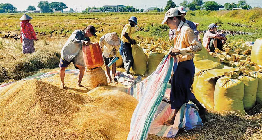 ဧရာဝတီတိုင်းတွင် နွေစပါး ဈေးကျဆင်းသဖြင့် တောင်သူများ အရှုံးပေါ်နေ