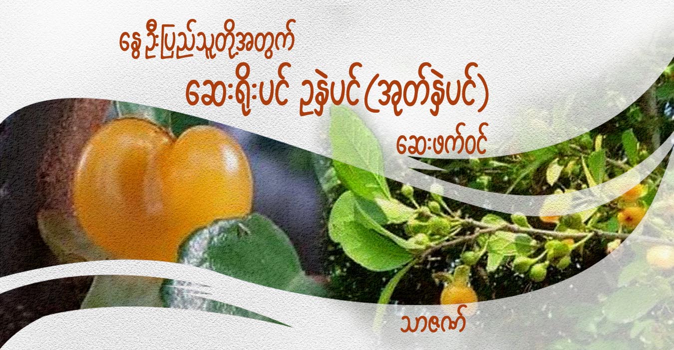 နွေဦးပြည်သူတို့အတွက် ဆေးရိုးပင် ဥနှဲပင်(အုတ်နှဲပင်) ဆေးဖက်ဝင်