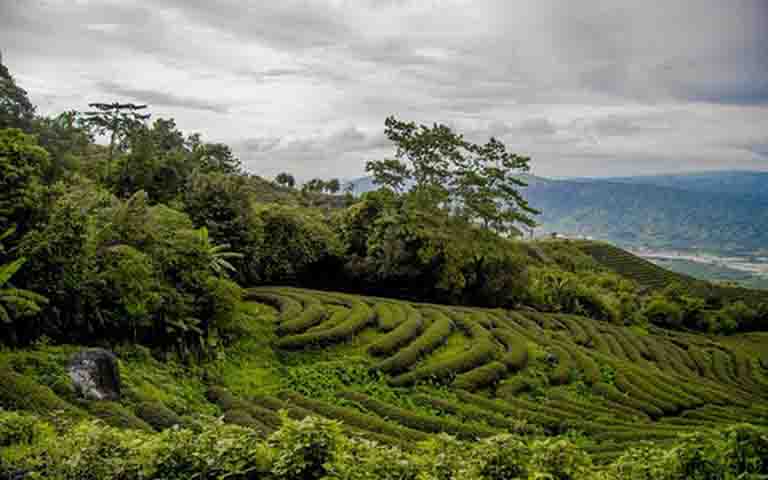 ကျောက်မဲလက်ဖက်ပွဲရုံများ အရောင်းအဝယ်ရပ်ထားသဖြင့် တောင်သူများအခက်ကြုံ 