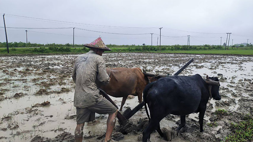 စစ်ရေးပဋိပက္ခကြောင့် ရခိုင်တောင်သူများ လယ်ယာလုပ်ငန်း အပြည့်မလုပ်နိုင်