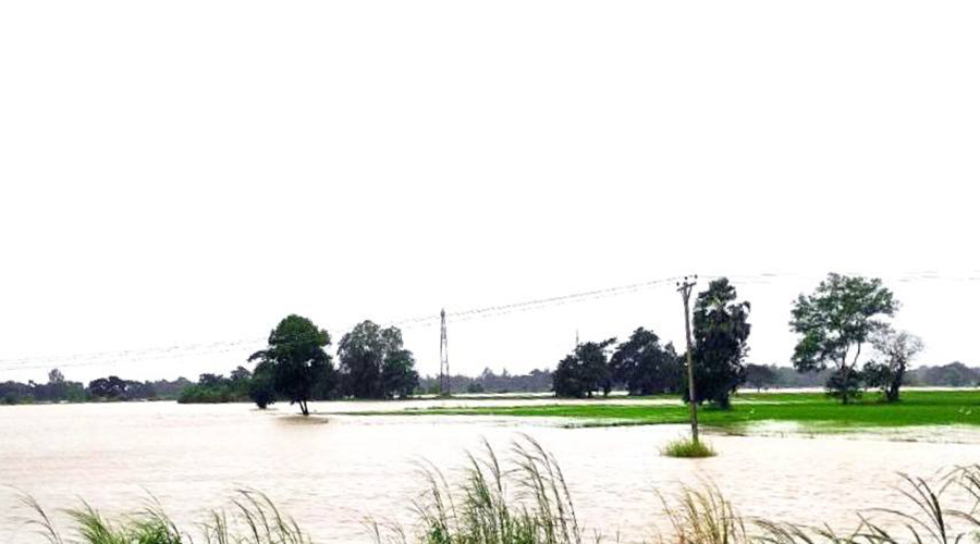 ဧရာဝတီတိုင်းတွင် စပါးစိုက်ဧက သောင်းချီရေနစ်မြုပ်နေ