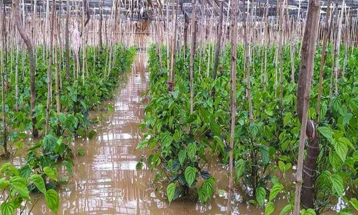 ဧရာဝတီတိုင်းတွင် ရေကြီးရေလျှံပြီး ကွမ်းခြံများ ရေနစ်မြုပ်