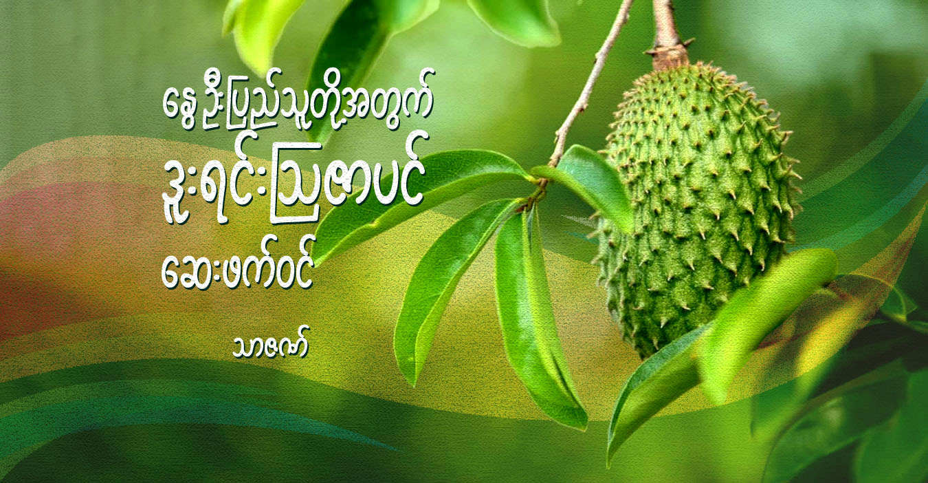 နွေဦးပြည်သူတို့အတွက် ဒူးရင်းဩဇာပင် ဆေးဖက်ဝင်