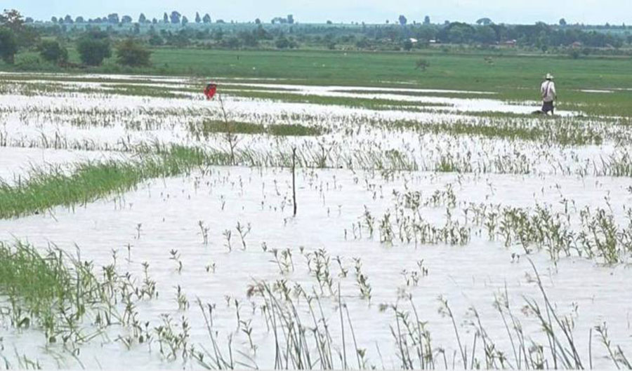 သာပေါင်းနှင့် ငပုတောတွင် မိုးစပါးဧကထောင်ချီ ရေနစ်မြုပ်ပျက်စီး