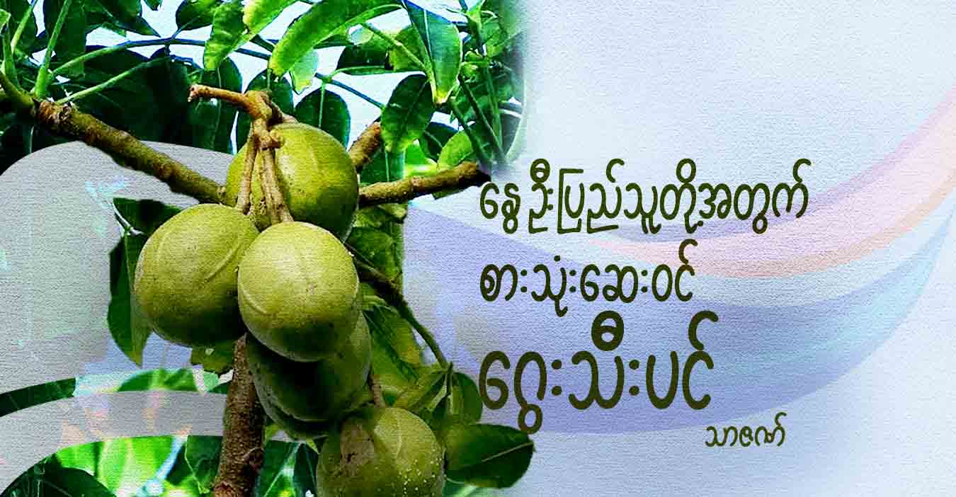 နွေဦးပြည်သူတို့အတွက် စားသုံးဆေးဝင် ဂွေးသီးပင်