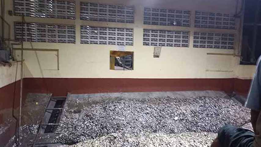 မြိတ်မြို့ ငါးအမှုန့်ကြိတ်စက်ရုံများကထွက်သည့် အနံ့ဆိုးကြောင့် မြို့ခံများ ကျန်းမာရေးထိခိုက်