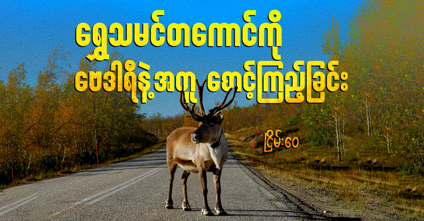 ရွှေသမင်တကောင်ကို ဗေဒါရီနဲ့အတူ စောင့်ကြည့်ခြင်း