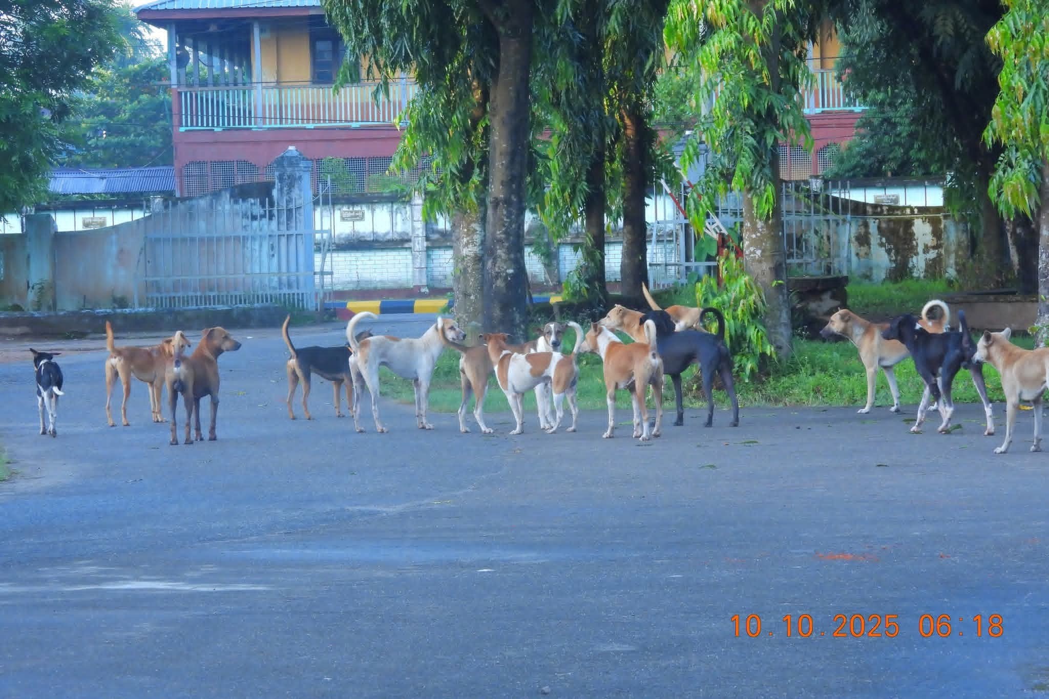 ခွေးခေါ်လာ၍ရသည် ဆိုသည့် ကျိုက်ထိုဆေးရုံထုတ်ပြန်ချက် ဝေဖန်ခံနေရ