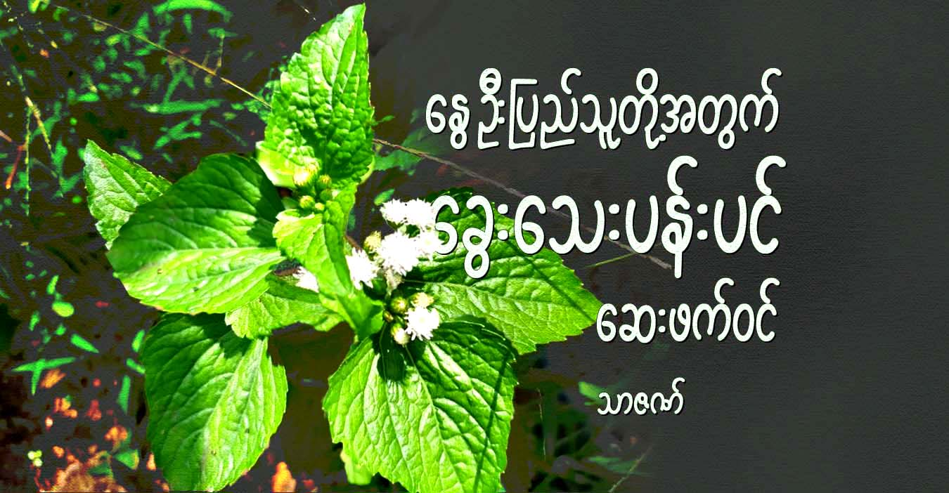 နွေဦးပြည်သူတို့အတွက် ခွေးသေးပန်းပင် ဆေးဖက်ဝင်
