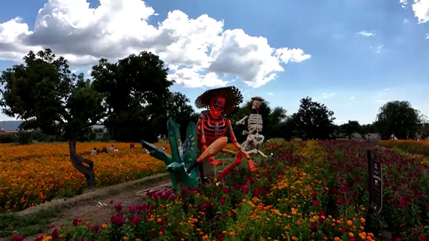 မက္ကဆီကိုတွင် ရိုးရာ အရိုးခြောက်ရုပ်ကြီးများပြသ