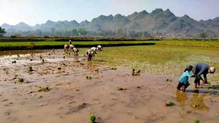 ဒီးမော့ဆိုတွင် စစ်တပ် ဒရုန်းဖြင့်တိုက်ခိုက်မှုကြောင့် စပါးရိတ်နေသူ ၁ ဦး သေဆုံး