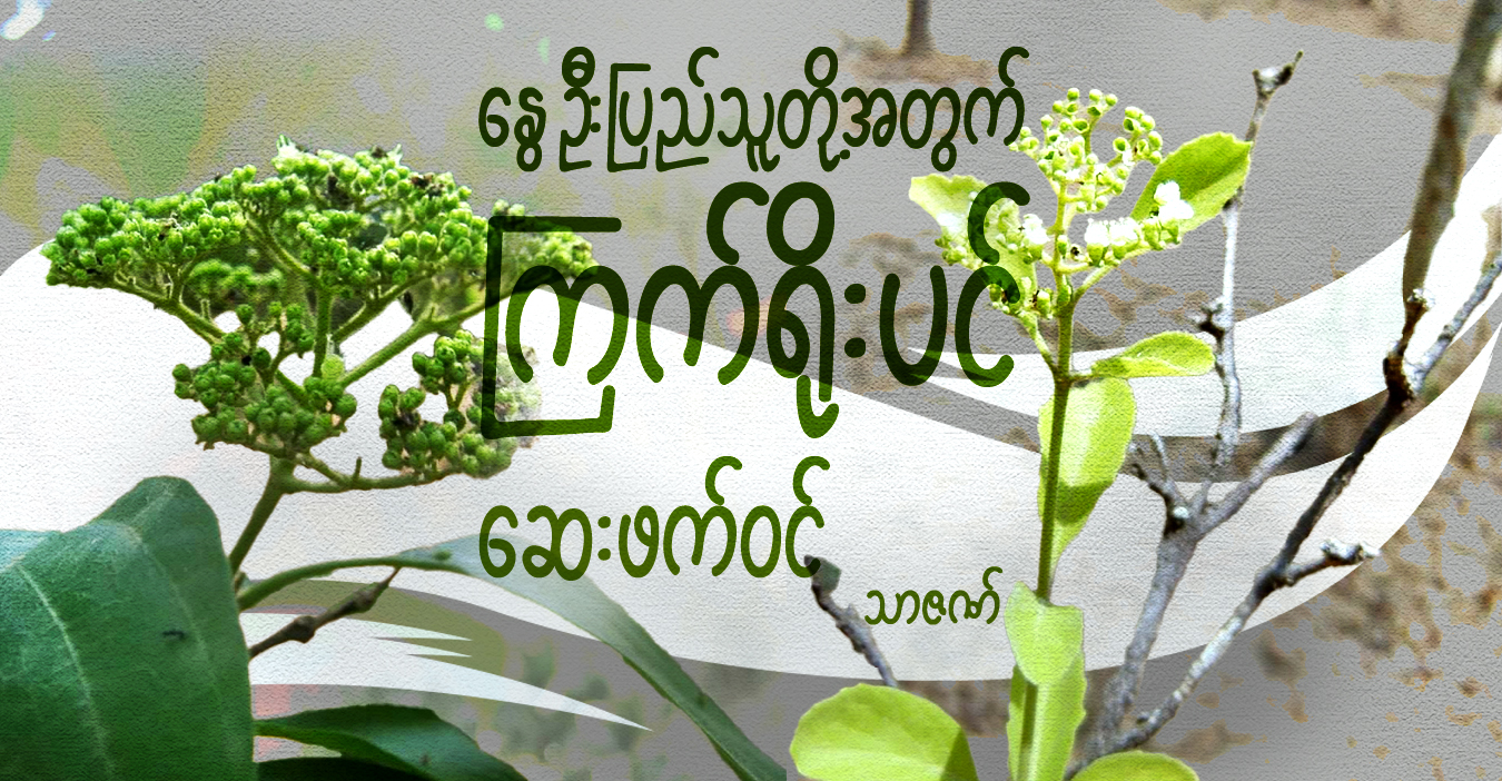နွေဦးပြည်သူတို့အတွက် ကြက်ရိုးပင် ဆေးဖက်ဝင်