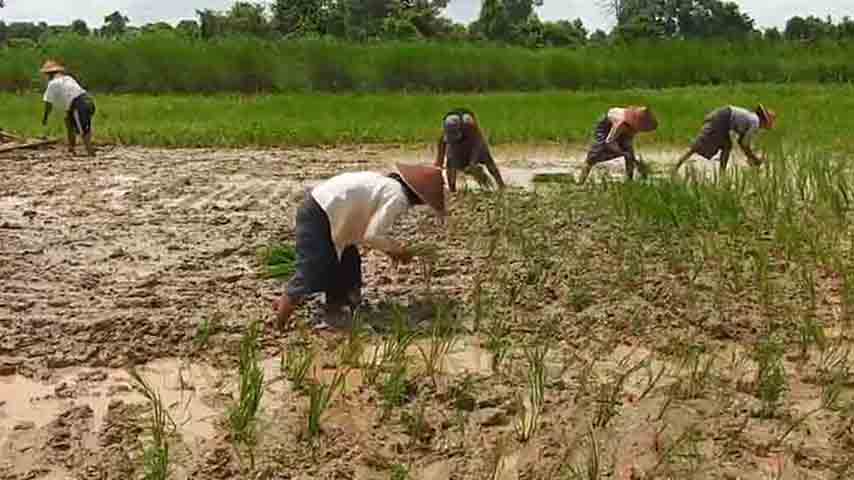 စစ်ကောင်စီ အခြေခံရည်ညွှန်းစပါးဈေးက တောင်သူများအတွက် အရှုံးပေါ်
