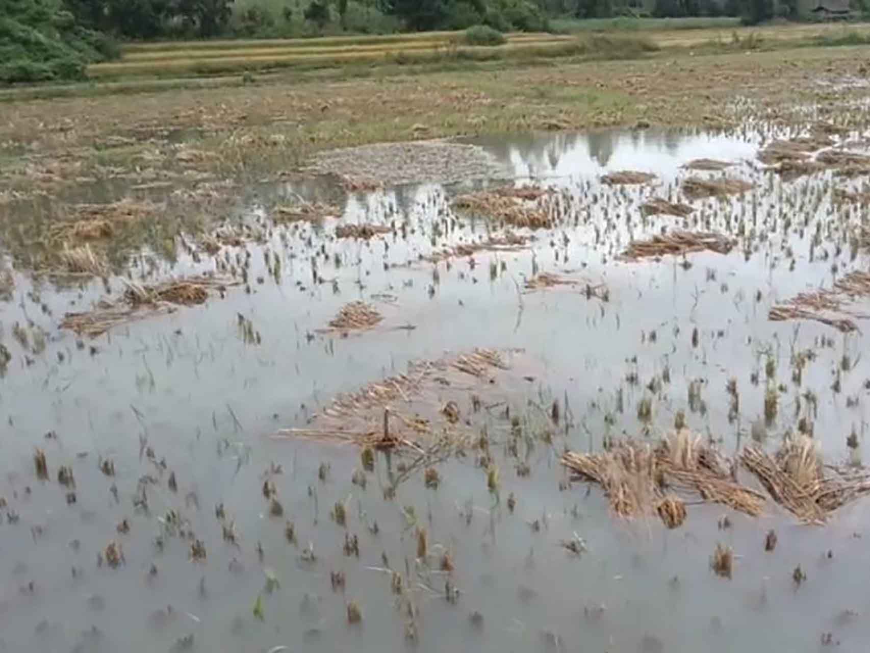 ကွတ်ခိုင်နှင့် နမ့်ဖတ်ကာတွင် မိုးအဆက်မပြတ်ရွာပြီး စပါးခင်းများ ပျက်စီး