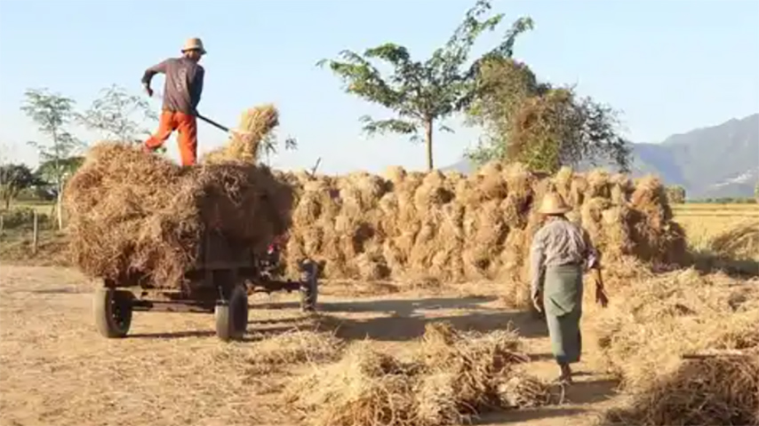 လက်ပံတန်းမြို့နယ်၌ မိုးရာသီစိုက်ဘဏ်ချေးငွေ ပြန်မတောင်းရန် ပကဖ သတိပေး