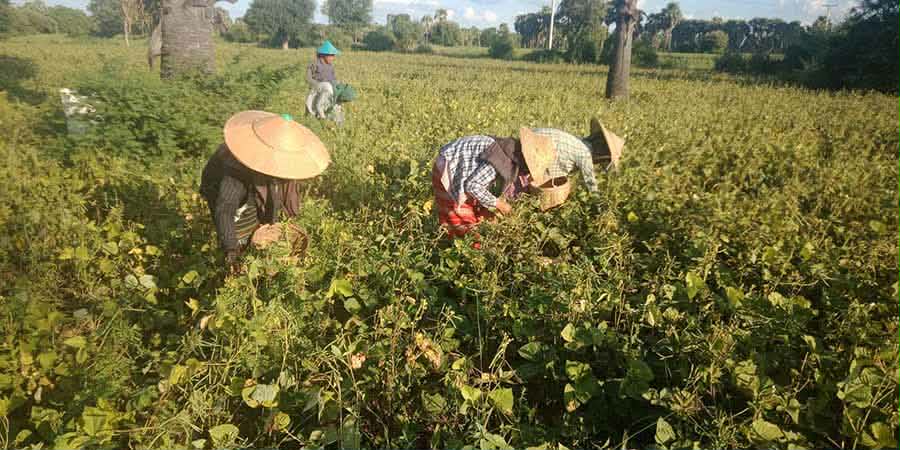 သုံးစွဲရန်မသင့်သည့် ပိုးသတ်ဆေး ၂ မျိုးကို ၂ နှစ်တာ ပိတ်ပင်