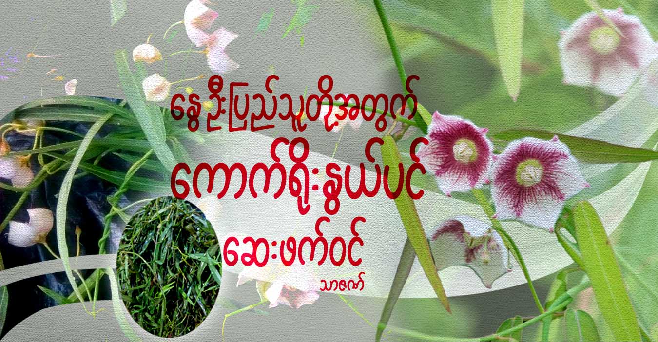 နွေဦးပြည်သူတို့အတွက် ကောက်ရိုးနွယ်ပင် ဆေးဖက်ဝင်
