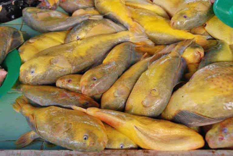 ငွေဆောင်တွင် ငါးပူတင်းဟင်း ချက်စားသည့် သားအဖ ၂ ဦး သေဆုံး 