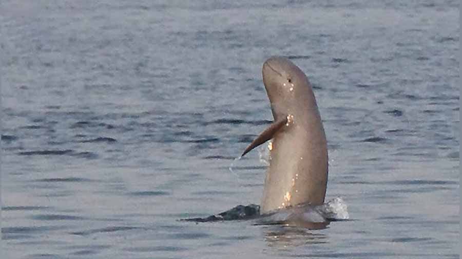 မျိုးသုဉ်းမည့်အန္တရာယ်ရှိနေသည့် ချစ်စရာအပြုံးပိုင်ရှင် ဧရာဝတီလင်းပိုင်လေးများ (ရုပ်သံ) 