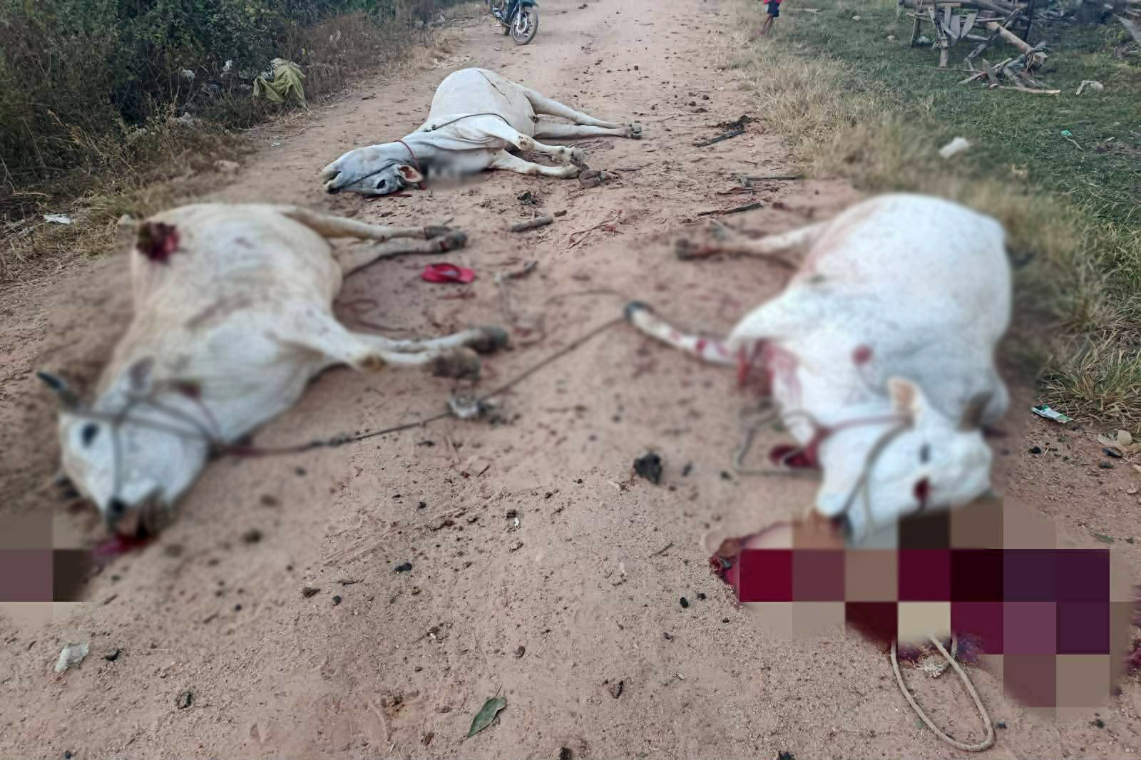 ယင်းမာပင်မြို့နယ်၌ စစ်တပ် လေကြောင်းတိုက်ခိုက်မှုကြောင့် နေအိမ် ၂ လုံးပျက်စီး