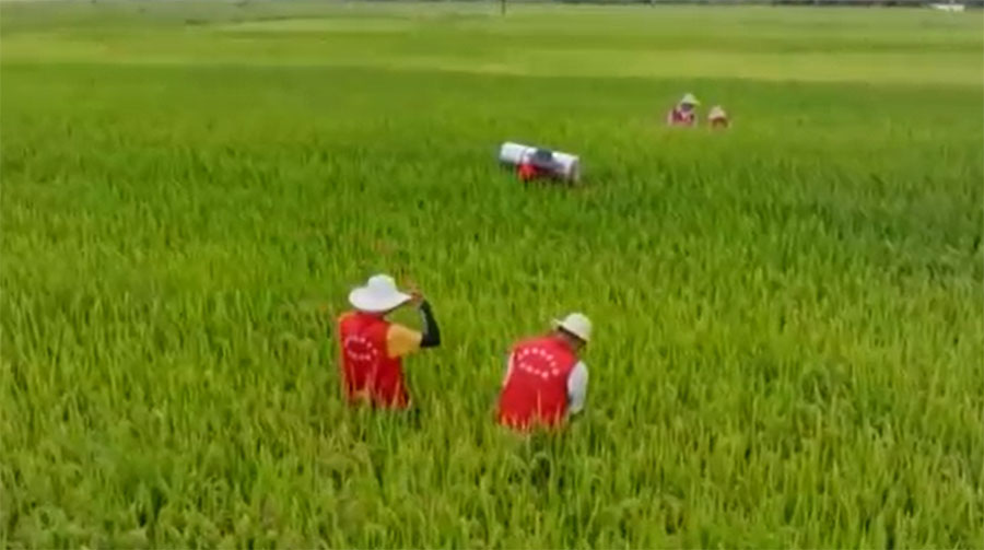 တရုတ်ဆန်နည်းပညာက မလေးရှား၌ အထွက်နှုန်းနှင့် စားနပ်ရိက္ခာ ဖူလုံမှုကို မြှင့်တင်နိုင်