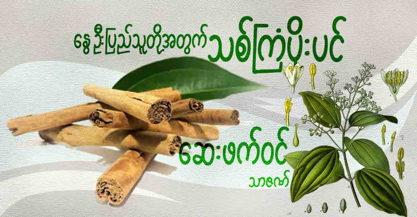 နွေဦးပြည်သူတို့အတွက် သစ်ကြံပိုးပင် ဆေးဖက်ဝင်