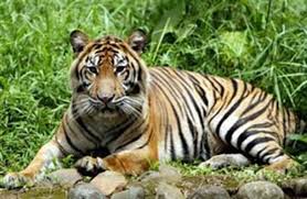 ျမန္မာ့ ရွားပါးတိရစာၦန္အစိတ္အပုိင္း တရုတ္ဘက္ကုိ ေရာင္းခ်မႈ ပုိမ်ားလာ