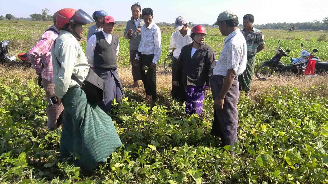 ဟသၤာတမတ္ပဲခင္း ႂကြက္မ်ား ၀င္ေရာက္ဖ်က္ဆီး