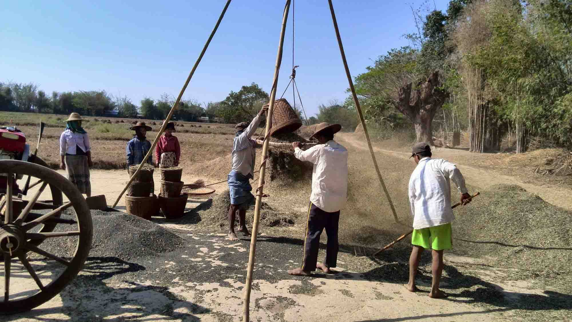 ႂကြက္ဖ်က္ဆီးမႈေၾကာင့္ ဟသၤာတ မတ္ပဲေတာင္သူမ်ား အရႈံးေပၚ (ဓာတ္ပုံ)